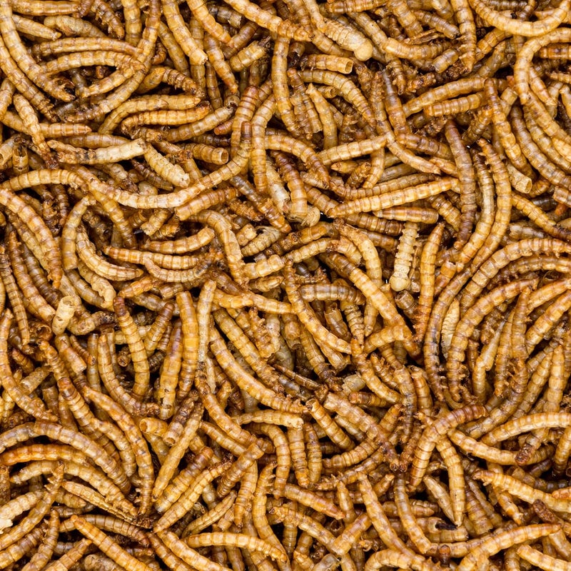 Worm Nerd WN60 5LB ديدان الوجبة المجففة غير المعدلة وراثيًا عالية البروتين والألياف لعلاج الدجاج والطيور والزواحف والبرمائيات والأسماك - Image 2